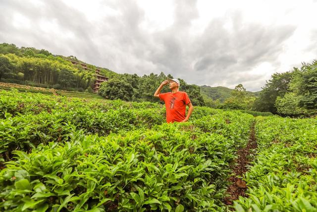 雁南飞茶田,梅州5a级景区,体验茶文化的好地方