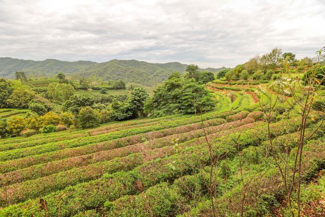 雁南飞茶田,梅州5a级景区,体验茶文化的好地方