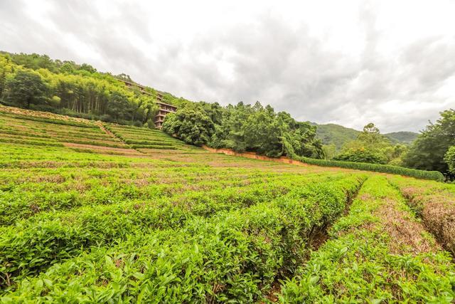 雁南飞茶田,梅州5a级景区,体验茶文化的好地方