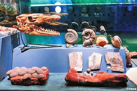 云游澄江化石地博物馆揭秘两代人的古生物情结