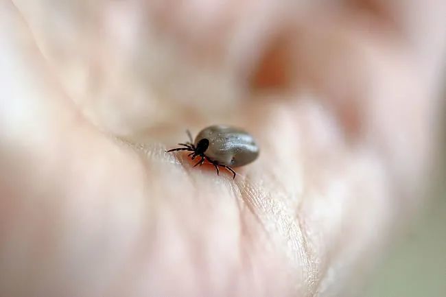 梦境解析，为何昨天梦到虫子爬到耳朵竟暗含深意？
