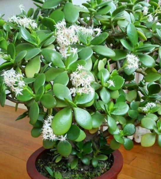 养了4年的玉树终于开花了,毫无保留分享经验给你,新手也会养