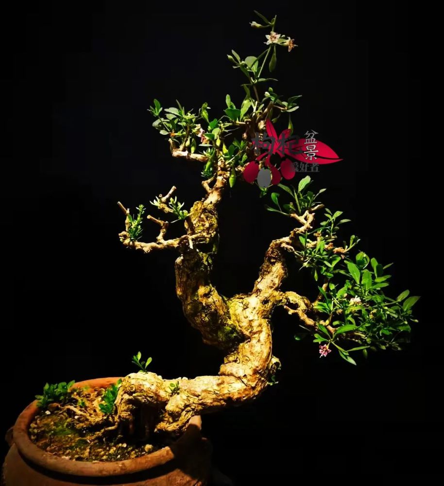 雅致的美——山东老陆的枸杞盆景