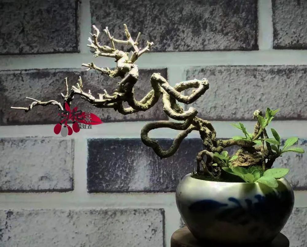 雅致的美——山东老陆的枸杞盆景