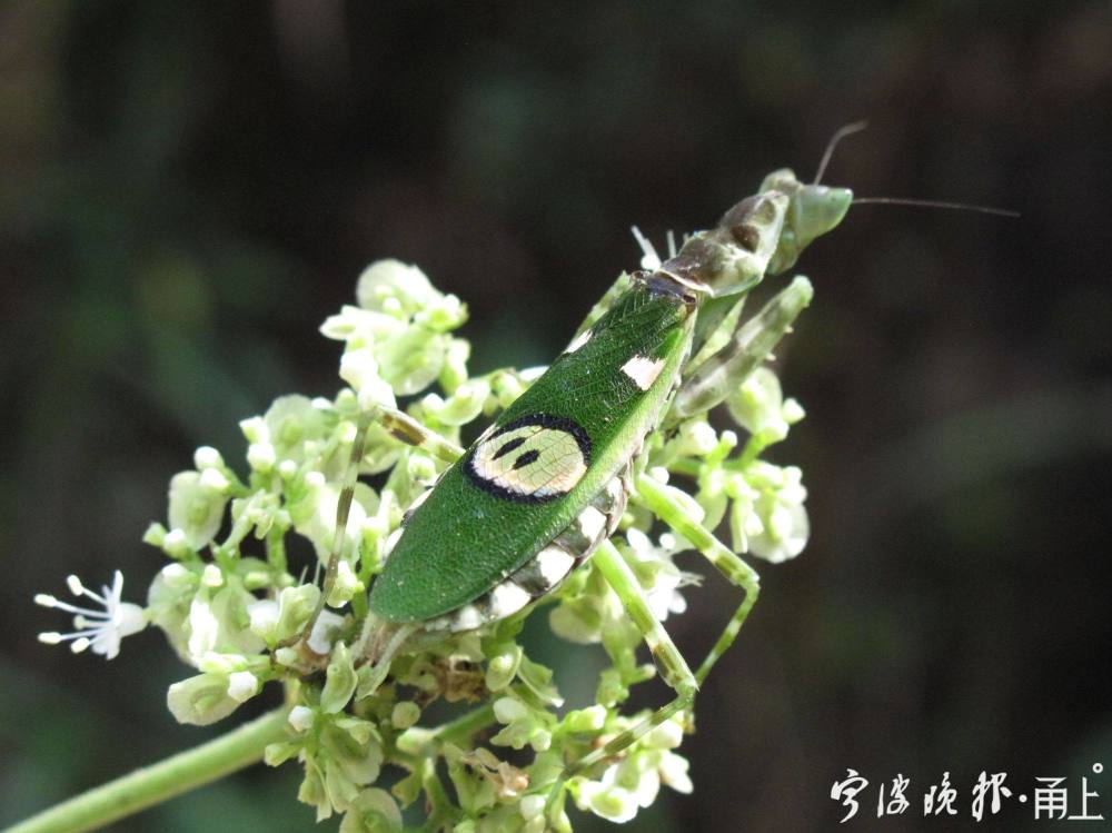 擅长"画眼妆"的丽眼斑螳现身宁海深山!"不排除是从南方迁徙过来的"