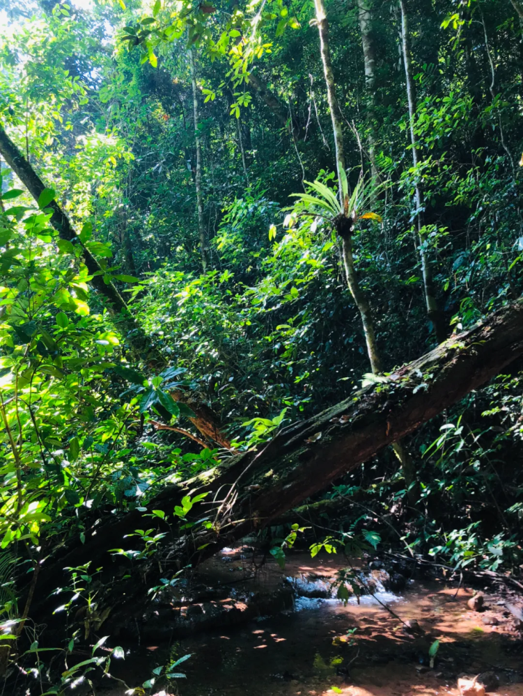 去不了泰国,那就去西双版纳徒步,穿越原始热带雨林吧!