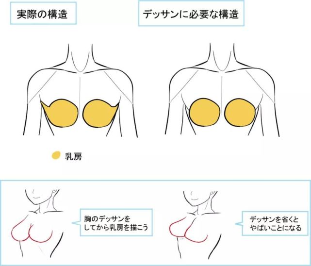 如何画乳房!