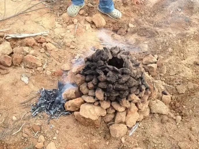 斑马户外活动 10月31日 大兴挖红薯 自制土窑烤红薯 攀树训练