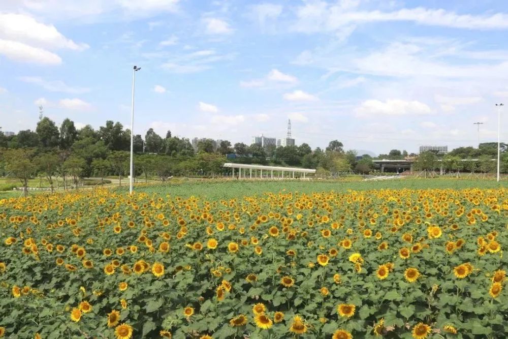 金秋十月好赏花 光明楼村湿地公园 邀您尽享自然美景,亲水之乐 湛