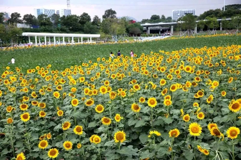 花海缤纷,楼村湿地公园邀你来赏秋