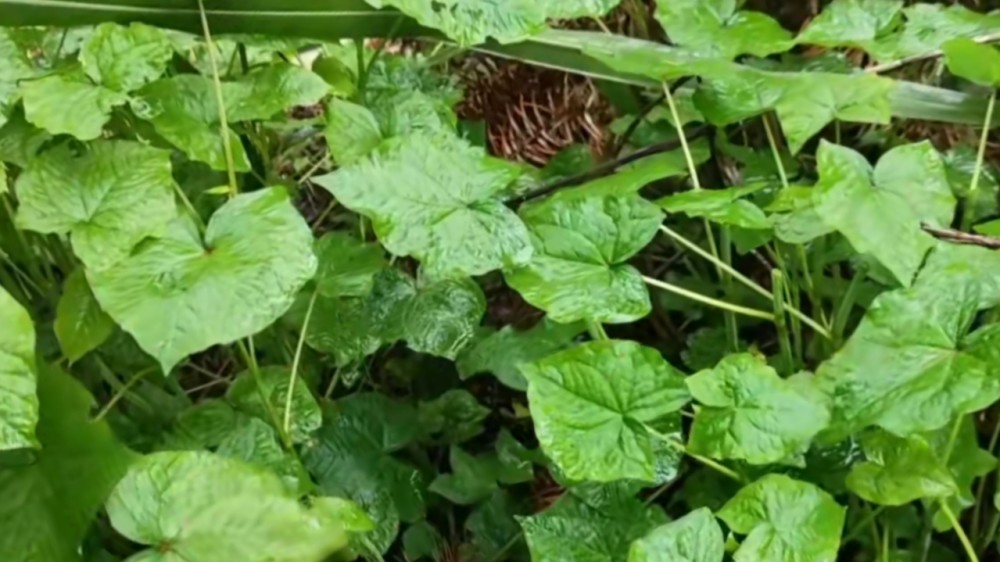 6,野荞麦苗野豌豆别名野绿豆,野麻碗,大巢菜,野豆菜,多生长于荒野