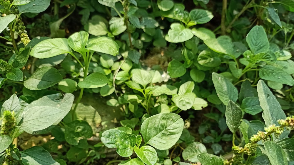 10,野鸡冠花狗肝菜又叫猪肝菜,金龙棒,路边青,羊肝菜,狮子草等,多见于