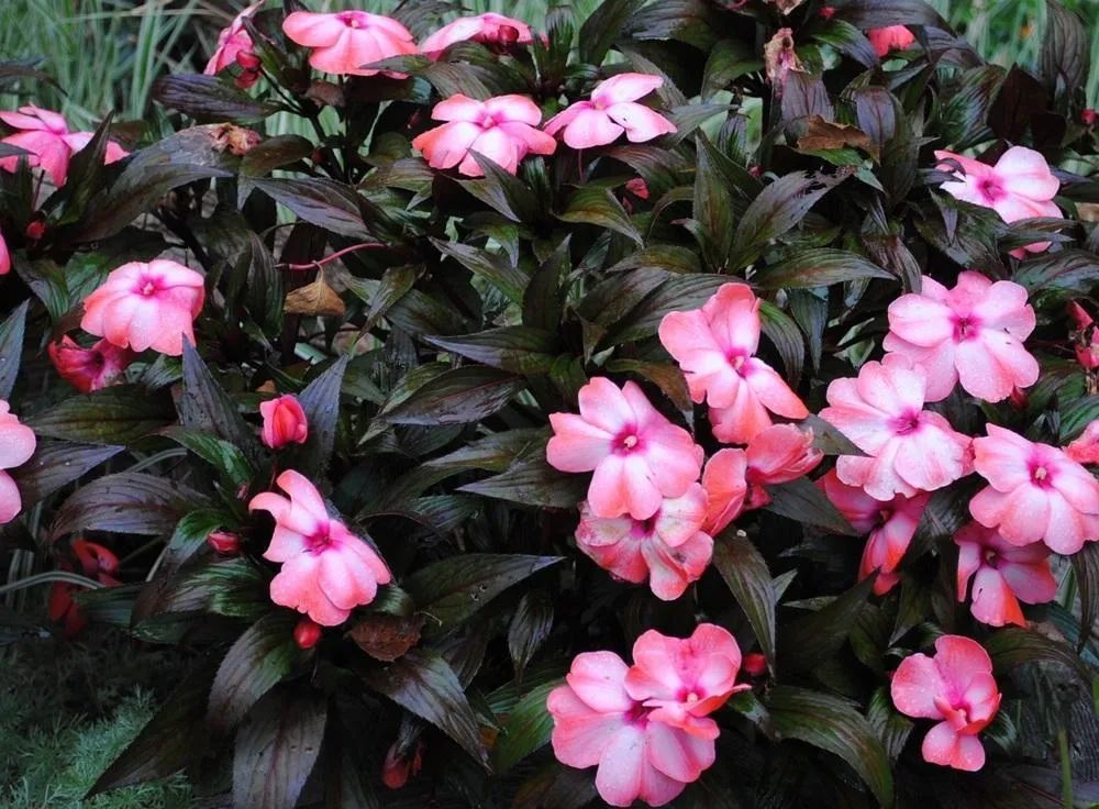 适合养成窗台盆栽的新几内亚凤仙花,花色艳丽,南北地区都能养