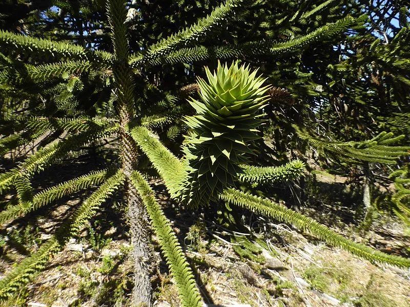 水和酒精在这种国宝植物上往不同方向流我国科学家破解原理后登上科学