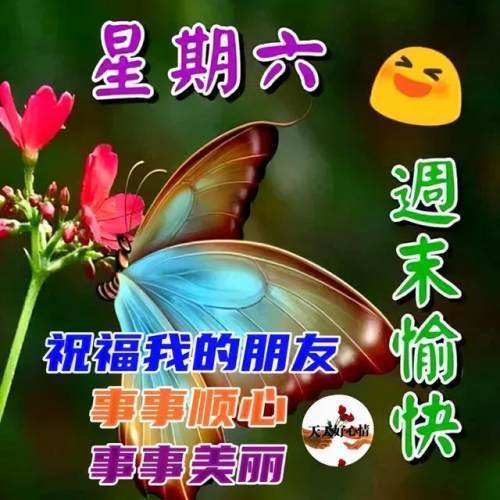 清晨的第一条短信给你送上问候,该起床了,亲爱的,早安!