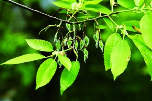 背景 壁纸 花 绿色 绿叶 树叶 植物 桌面 500_332