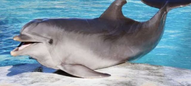 瓶鼻海豚pele   图源:dolphinaria italia