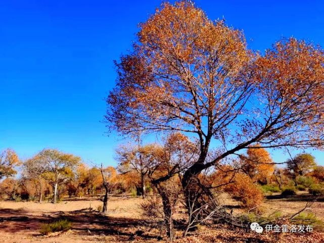 伊旗这片胡杨林已经美到无法无天,你还不知道吗?
