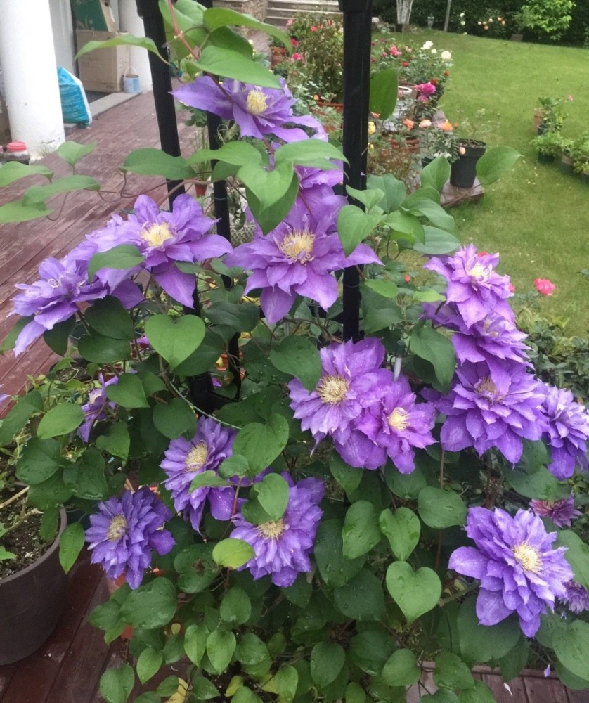 铁线莲界的"美女"—花型似牡丹,颜值高,三季开花,阳台