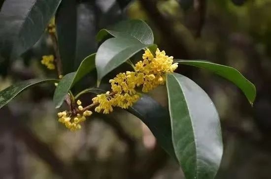 杭州桂花"批量上线,冷空气也驾到了,出门切记添衣!