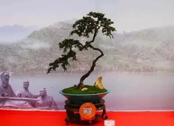 栒子盆景花叶相衬分外绚丽