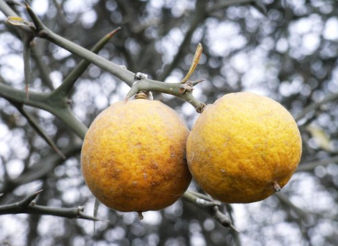 枸橘:曾经的防盗树,果子又酸又苦,晒干20元1斤,没熟就被采摘