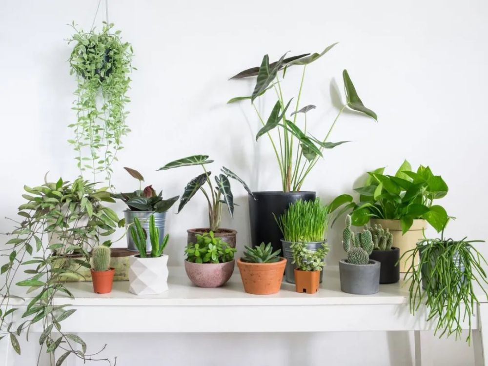 室内养盆栽观叶植物,若是湿度低,不是感染红蜘蛛,就是叶子干尖