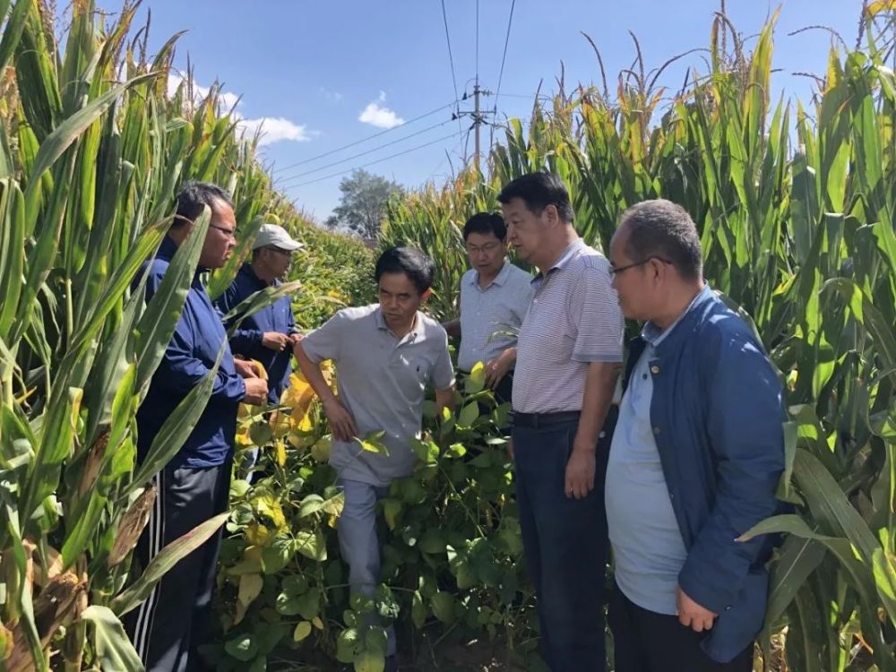 土右旗推广"玉米—大豆带状复合种植技术"助农增收