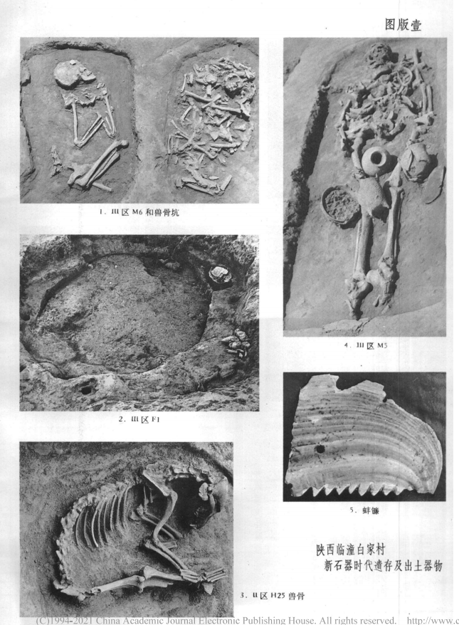 陕西临潼白家村新石器时代遗址发掘简报