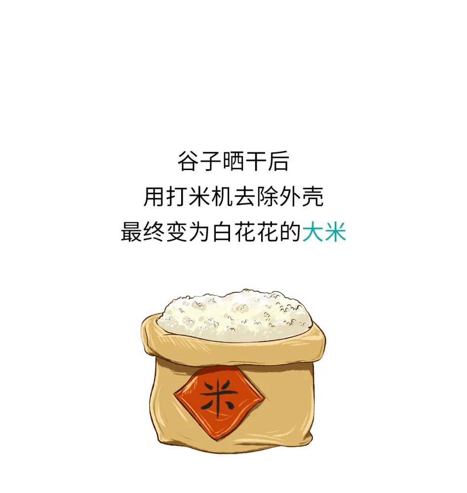 漫画|大米是怎么来的?涨知识!