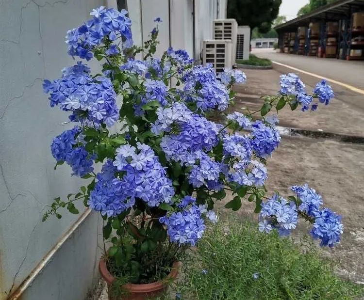 秋冬季如何养蓝雪花?记住这3点,来年春天不停开,繁茂又美好