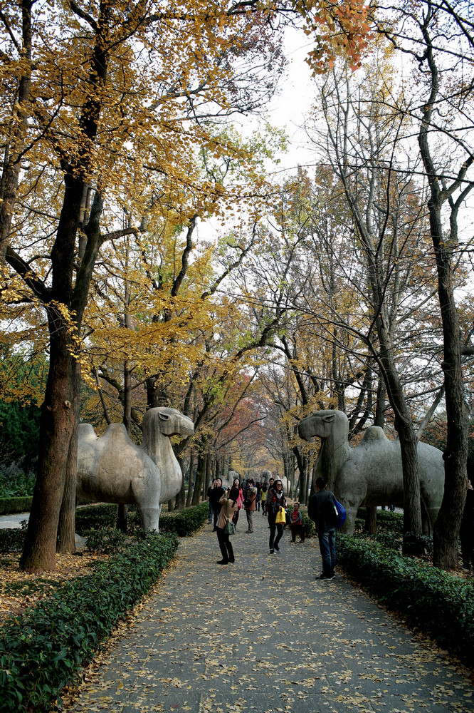 秋季南京明孝陵石像路有一段最美的600米神道惊幻你的视觉