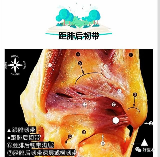 踝关节周围韧带的解剖及mri特征