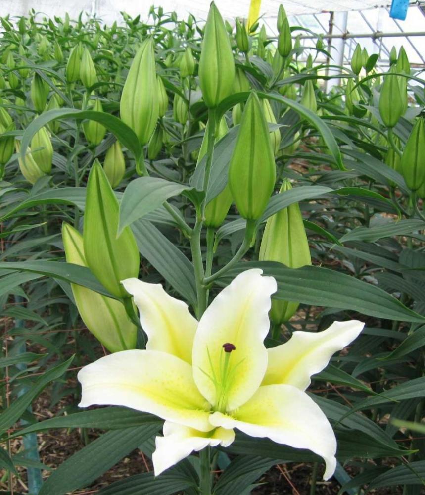 百合中的女王—香水百合的植物非试管高效快繁技术