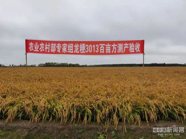 省农科院超级稻"家族"再添新成员|"龙粳3013""龙粳"部