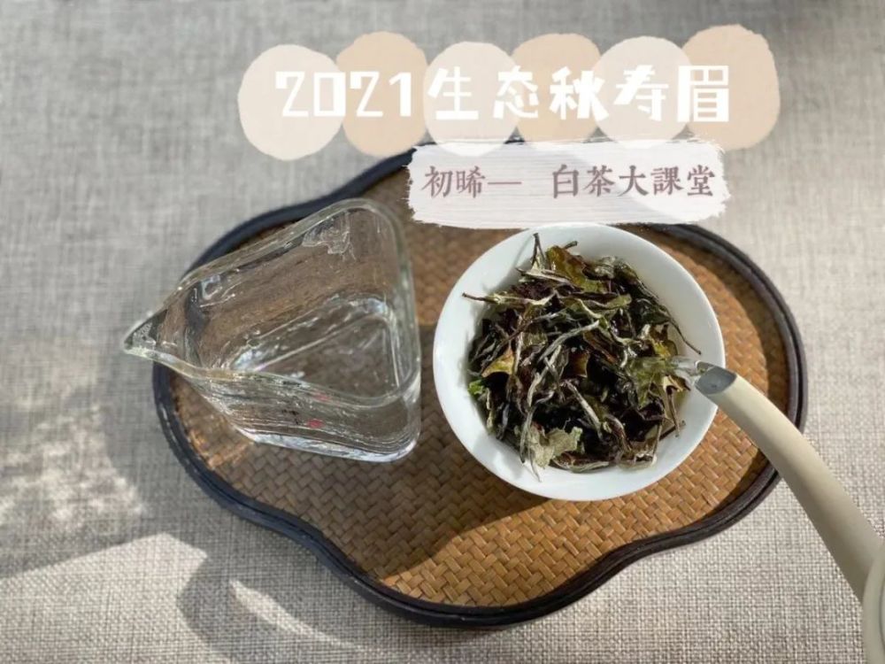 什么白茶适合当作口粮茶老茶客说出重点赶紧来看看