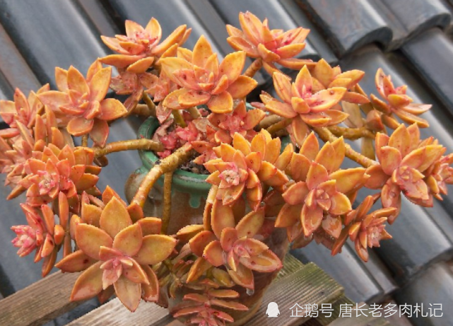 多肉铭月皮实又常见,但养好了同样好看,我就喜欢这种好养的多肉