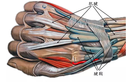 腱鞘炎的发病原因及症状