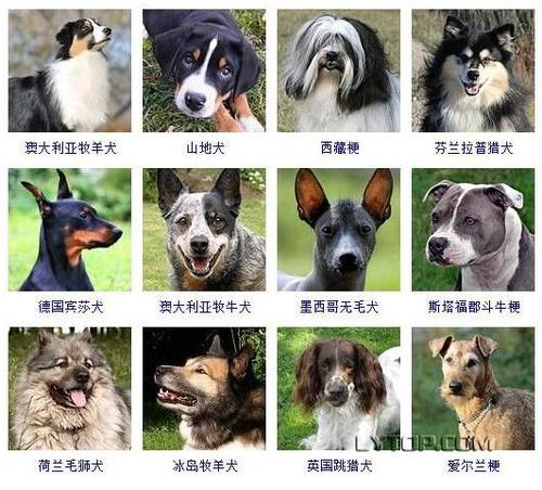 拥有一只不常见犬种的狗狗是种怎样的体验