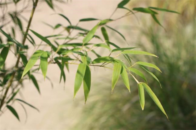 秋竹美诗七首欣赏:有节秋竹竿,苍苍劲节奇