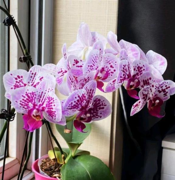 老花匠养了4年蝴蝶兰总结出的浇水方法简单实用不烂根