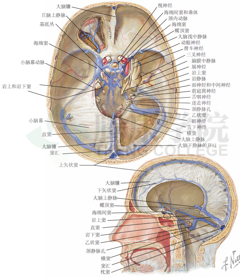 神经解剖学|静脉系统