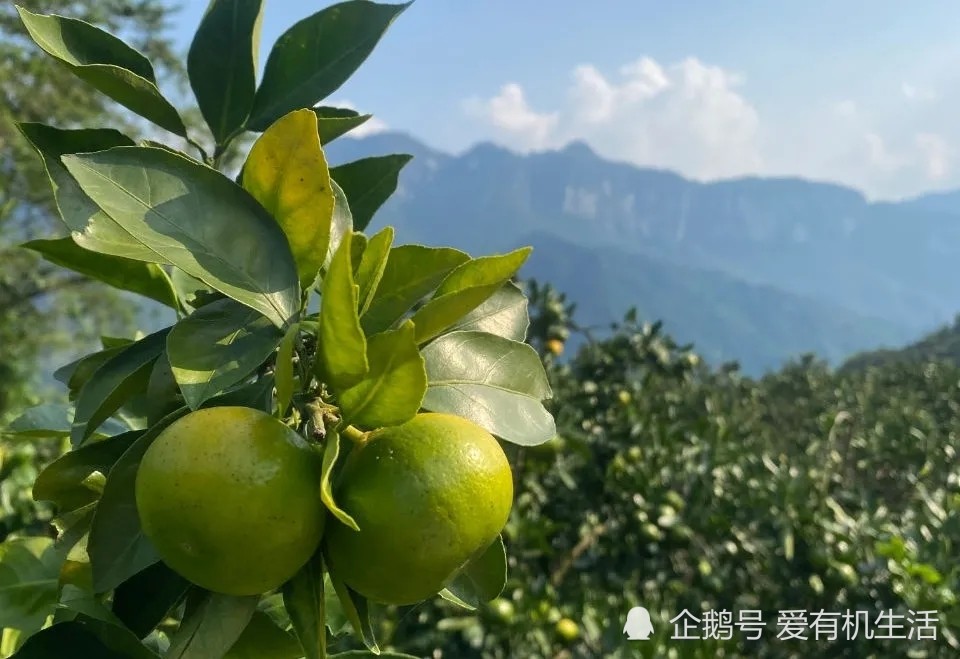 湖北省宜昌市是柑橘发源地之一 .