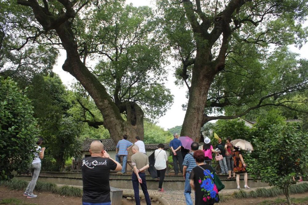 500年"高寿"的鸳鸯古樟 400年"高寿"的金桂 挺立800年不倒