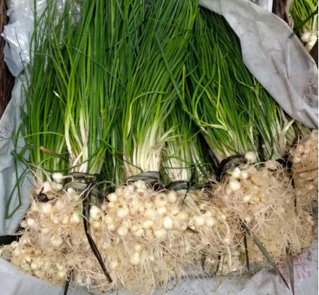 俗称"野蒜",长得像葱又像蒜,茎叶都能吃,若遇到别整株