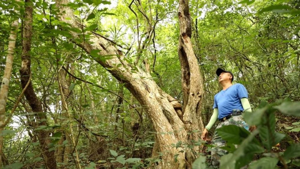 这种树会"流血!全国储量最大的群落就在孟连县这个省级自然保护区