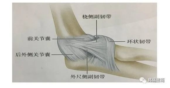 起自尺骨的桡切迹的前缘,环绕桡骨头的4/5,止于尺骨的桡切迹后缘,但有
