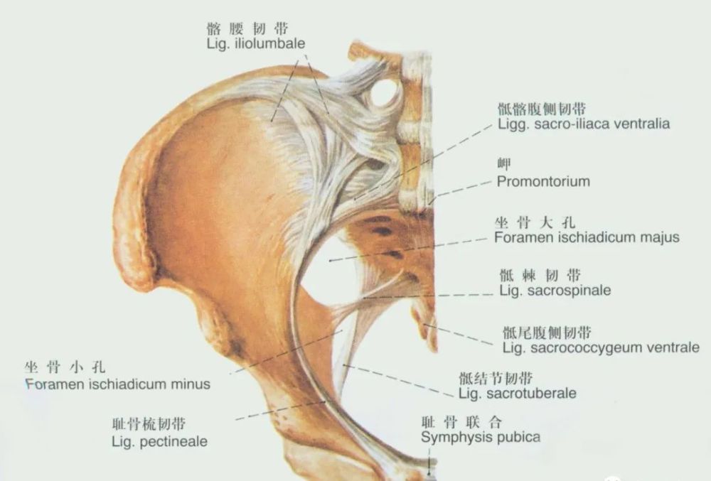 起自髂后下棘,骶骨下部的外侧缘和尾骨的上部,斜向外下方,经骶棘韧带