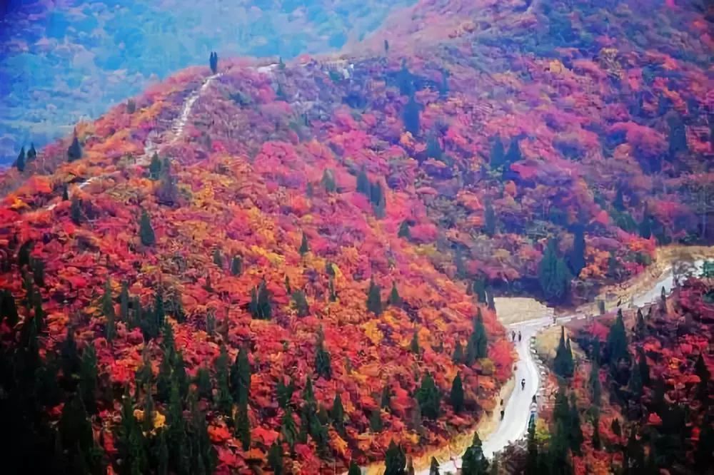 河南嵩山的红叶,堪比香山枫叶!每一年的深秋,嵩山至美