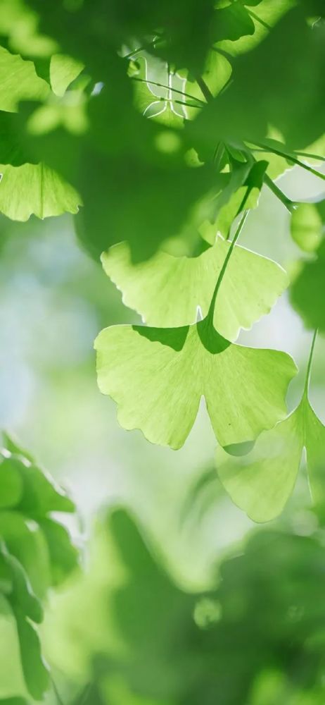 背景 壁纸 绿色 绿叶 树叶 植物 桌面 462_1000 竖版 竖屏 手机